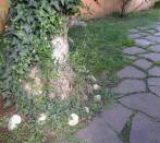 Lastre di porfido gigante
